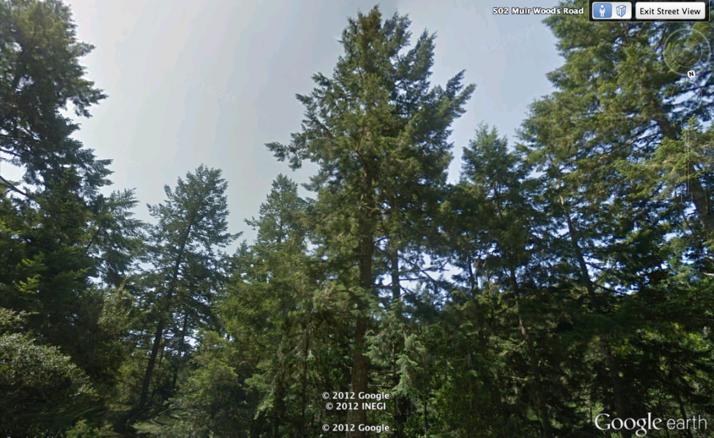 Redwood in Muir Woods as seen in Google Earth's Street View